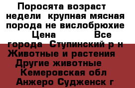 Поросята возраст 4 недели, крупная мясная порода(не вислобрюхие ) › Цена ­ 4 000 - Все города, Ступинский р-н Животные и растения » Другие животные   . Кемеровская обл.,Анжеро-Судженск г.